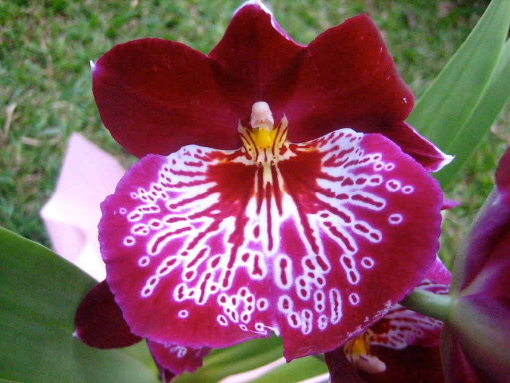 IMG_2200.jpg orchid image by fawnel