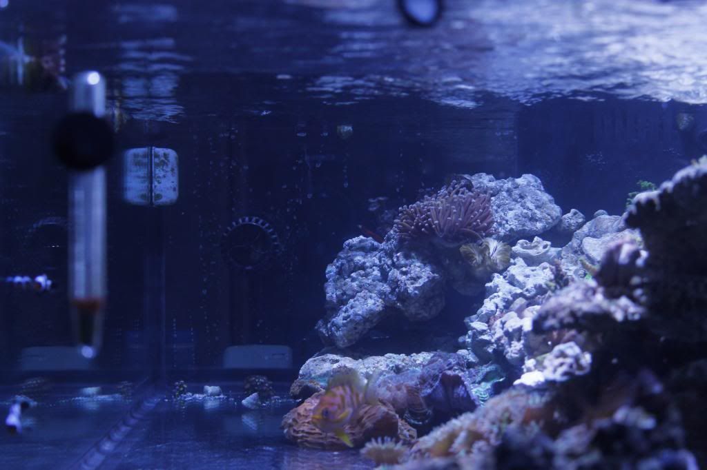 60gallon019_zps6cda870a.jpg