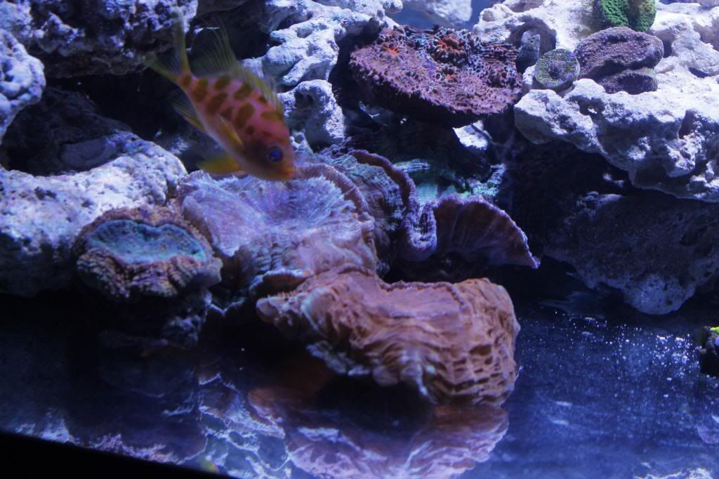 60gallon022_zps9d460cf7.jpg