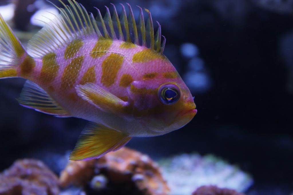 60gallon032_zps85771817.jpg