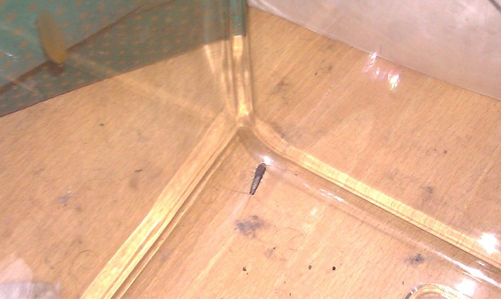 IMAG0358.jpg