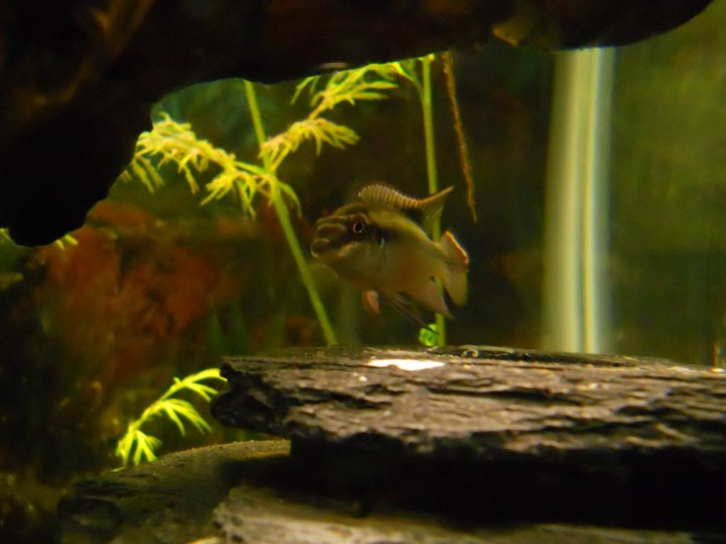 kribs and tank Cichlid Fish Forum