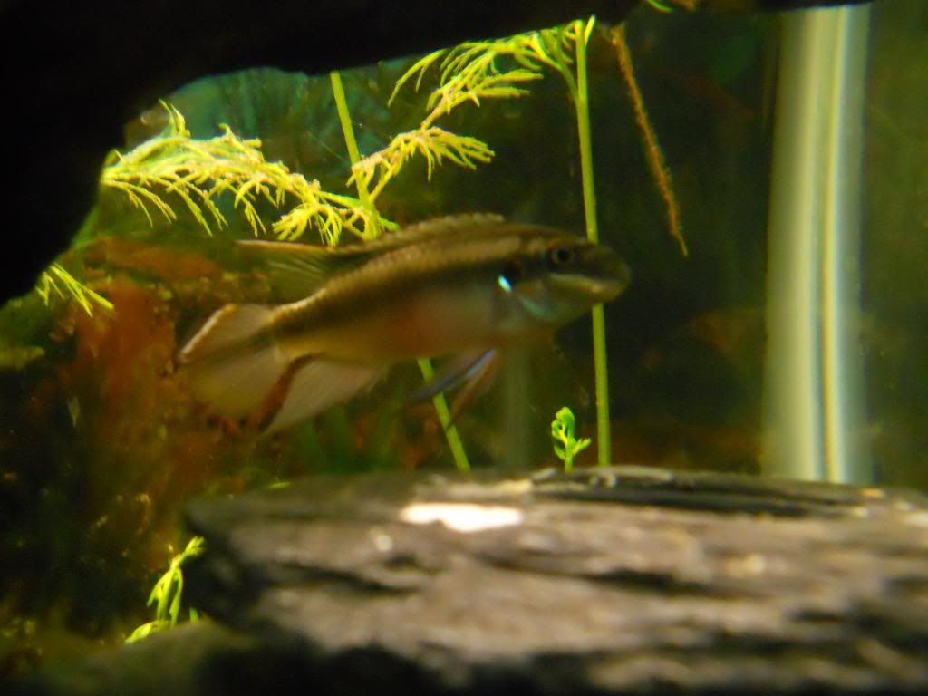 kribs and tank Cichlid Fish Forum