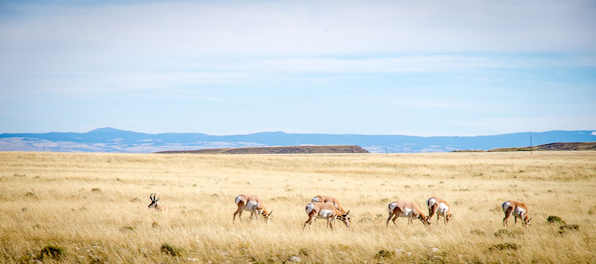 Pronghorn_zps71021f13.jpg