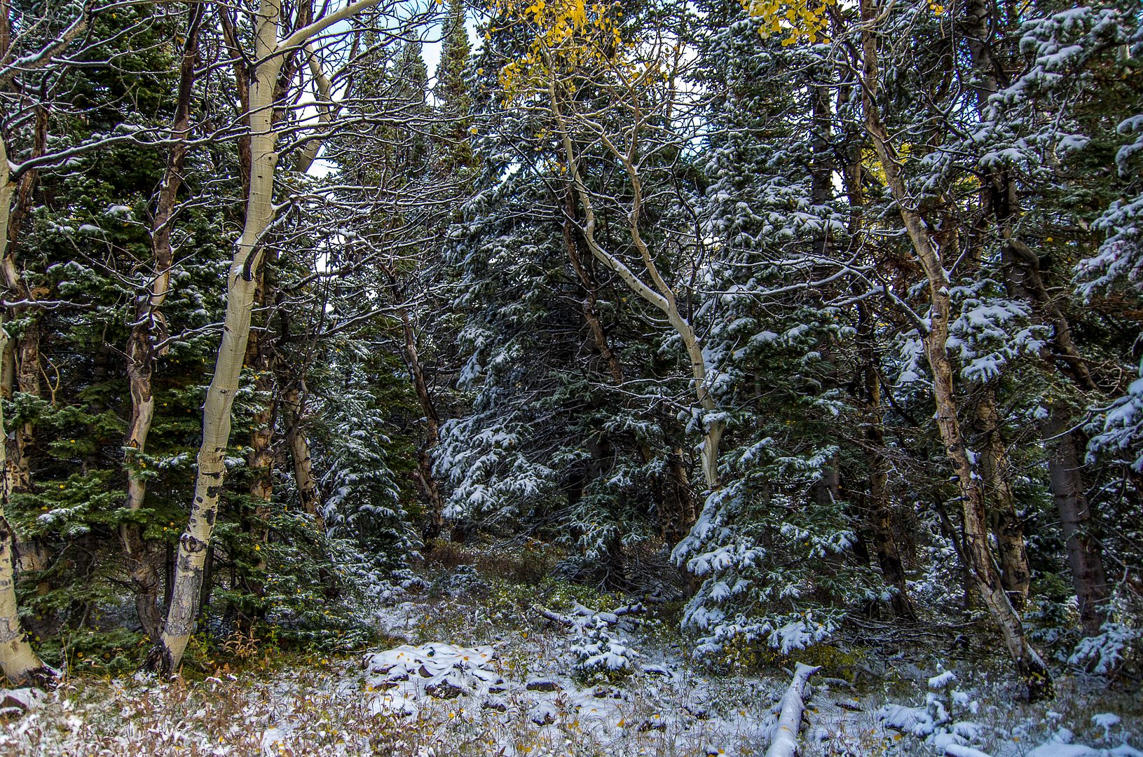 SnowyTrees_zpsbc38e606.jpg