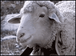 [Imagen: sheep-eating.gif]