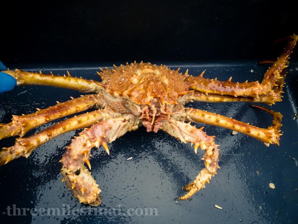 Northern Stone Crab (aka King Crab)