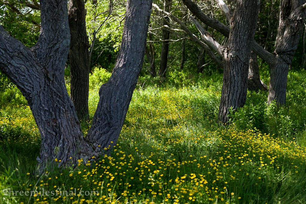 IMAGE: http://i1119.photobucket.com/albums/k634/threemilesfinal/TMF-On%20the%20Go/TMF-2318.jpg