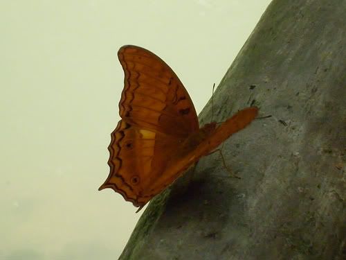 taman nasional bantimurung taman nasional bantimurung