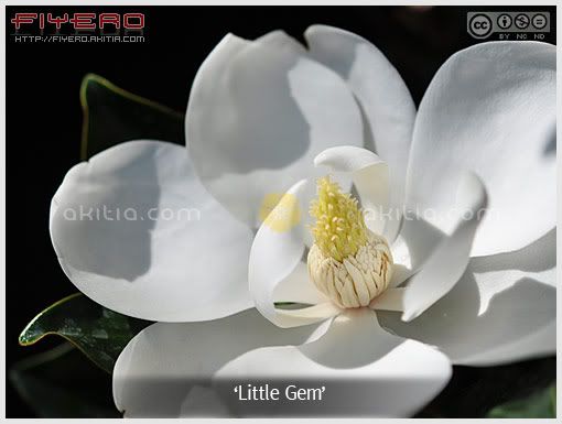 ลิตเติ้ลเจม, Little Gem, แมกโนเลียแกรนดิฟลอร่า, แมกโนเลียใหญ่, แมกโนเลียดอกใหญ่, Magnolia grandiflora, ไม้ดอกหอม, ไม้ดอก, ไม้ประดับ, ต้นไม้, ดอกไม้, aKitia.Com ลิตเติ้ลเจม, Little Gem, แมกโนเลียแกรนดิฟลอร่า, แมกโนเลียใหญ่, แมกโนเลียดอกใหญ่, Magnolia grandiflora, ไม้ดอกหอม, ไม้ดอก, ไม้ประดับ, ต้นไม้, ดอกไม้, aKitia.Com
