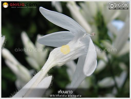 เทียนขาว, Whitfieldia elongata, สังกรณีดอกขาว, White Candles, Whitfieldia longiflora, Ruellia longifolia, ออกดอกฤดูหนาว, ดอกสีขาว, ต้นไม้, ดอกไม้, aKitia.Com เทียนขาว, Whitfieldia elongata, สังกรณีดอกขาว, White Candles, Whitfieldia longiflora, Ruellia longifolia, ออกดอกฤดูหนาว, ดอกสีขาว, ต้นไม้, ดอกไม้, aKitia.Com