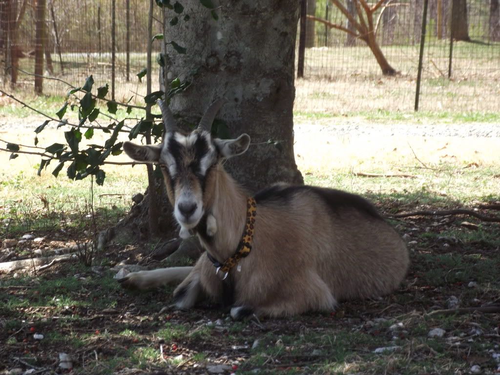 Some New Pics (Baby Bolt and Goat Family) - Goats