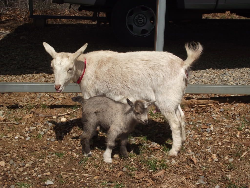 Some New Pics (Baby Bolt and Goat Family) - Goats
