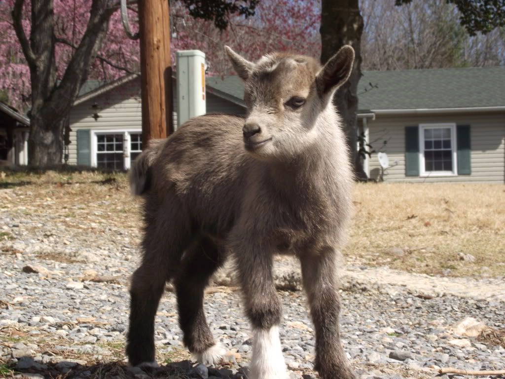 Some New Pics (Baby Bolt and Goat Family) - Goats