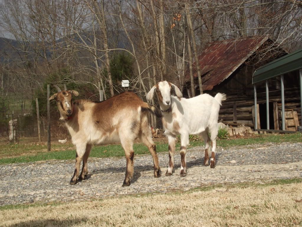 Some New Pics (Baby Bolt and Goat Family) - Goats