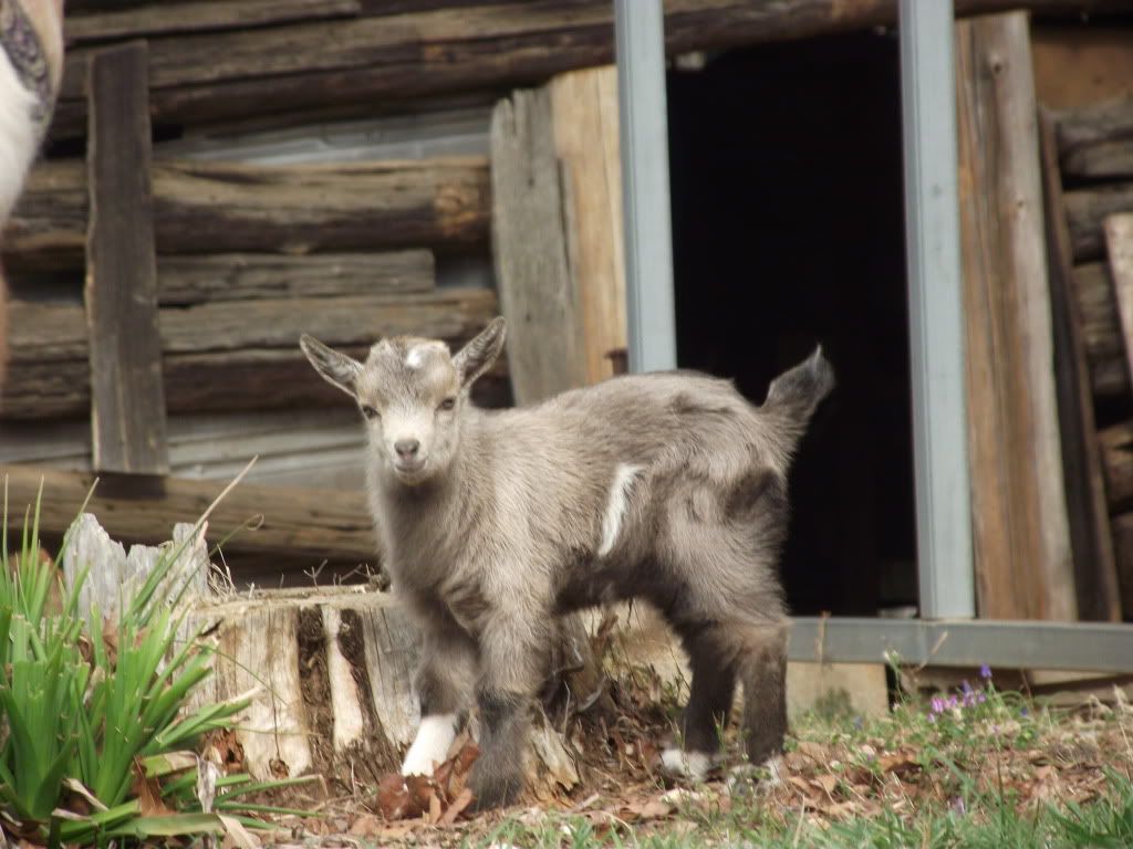 Some New Pics (Baby Bolt and Goat Family) - Goats