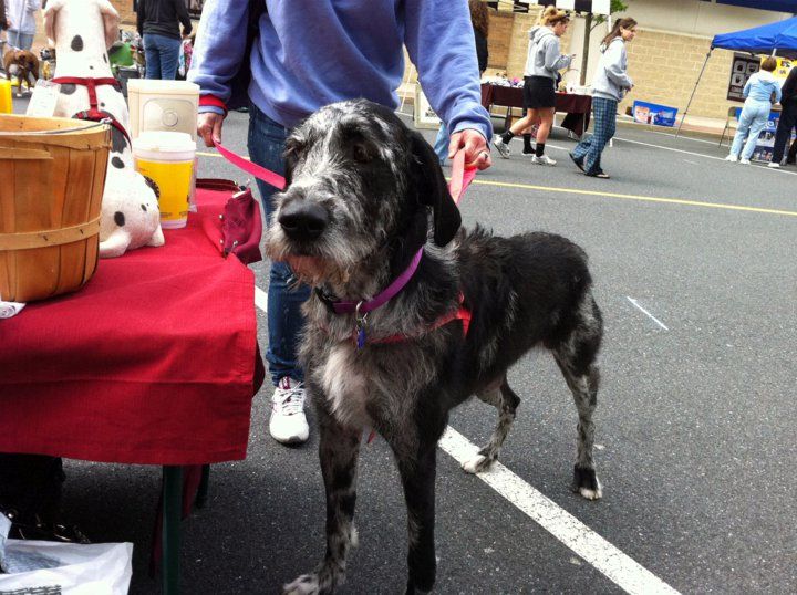 What is an Irish wolfhound and Great Dane mix?