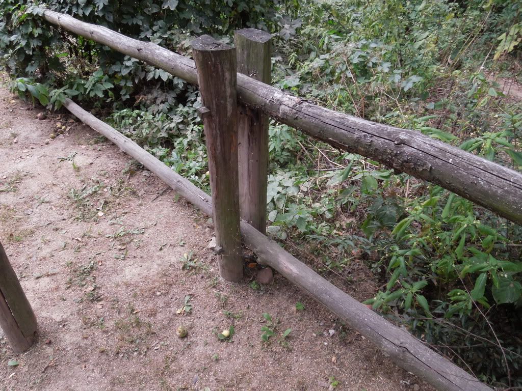 More polish fences - Country Singletree