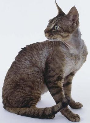 BrownTabbydevonrex_zps72bc08e6.jpg