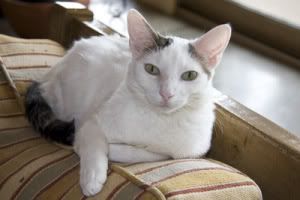 devonrexcat_zpsa5873292.jpg