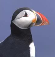puffin.jpg
