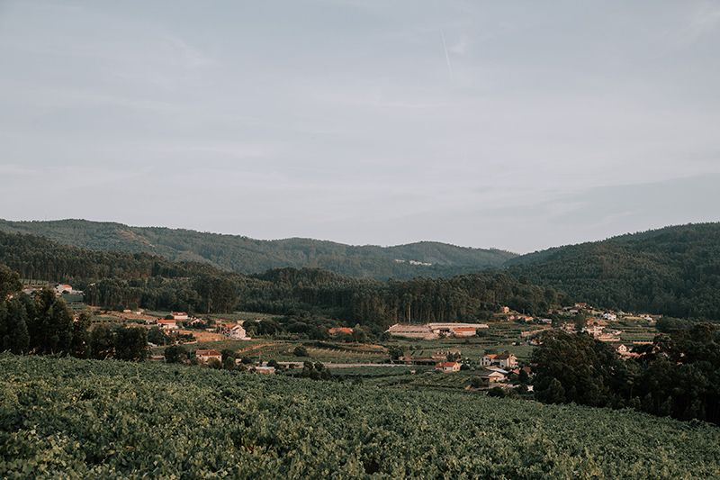 Boda tropical entre viñedos en Galicia.